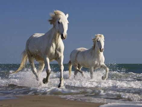 camargue_horses_running_in_the_surf_france.jpg