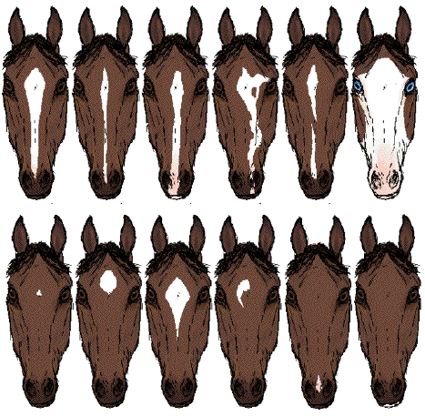 horsefacemarkings2.png